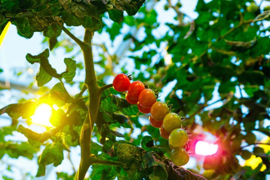 Cultivo de tomates con iluminación LED sabor y rendimiento portada