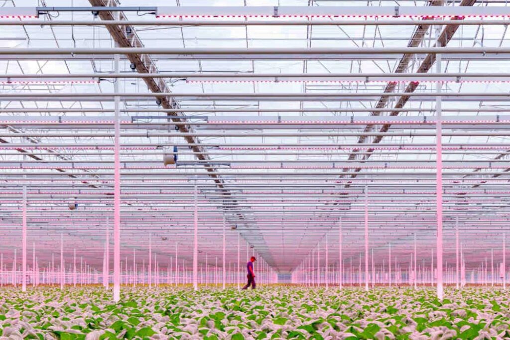 Cultivo de lechugas bajo luz blanca LED en un invernadero moderno