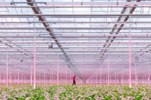 Cultivo de lechugas bajo luz blanca LED en un invernadero moderno
