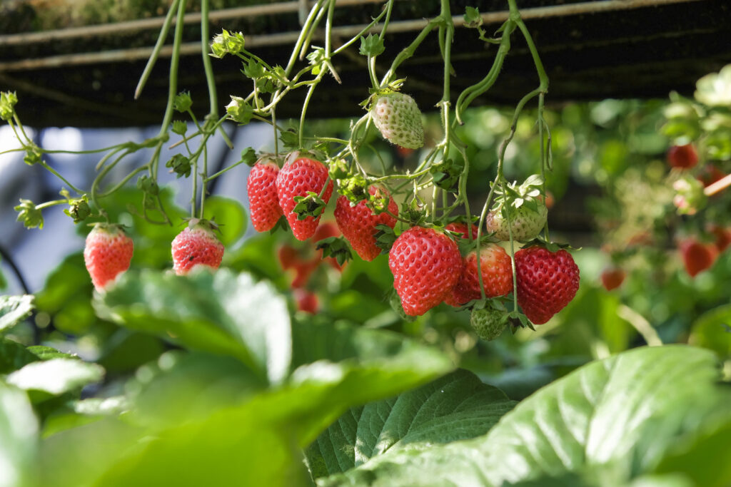 fresas, cultivo vertical, iluminación LED