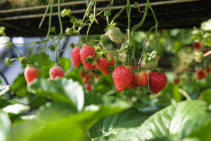 fresas, cultivo vertical, iluminación LED