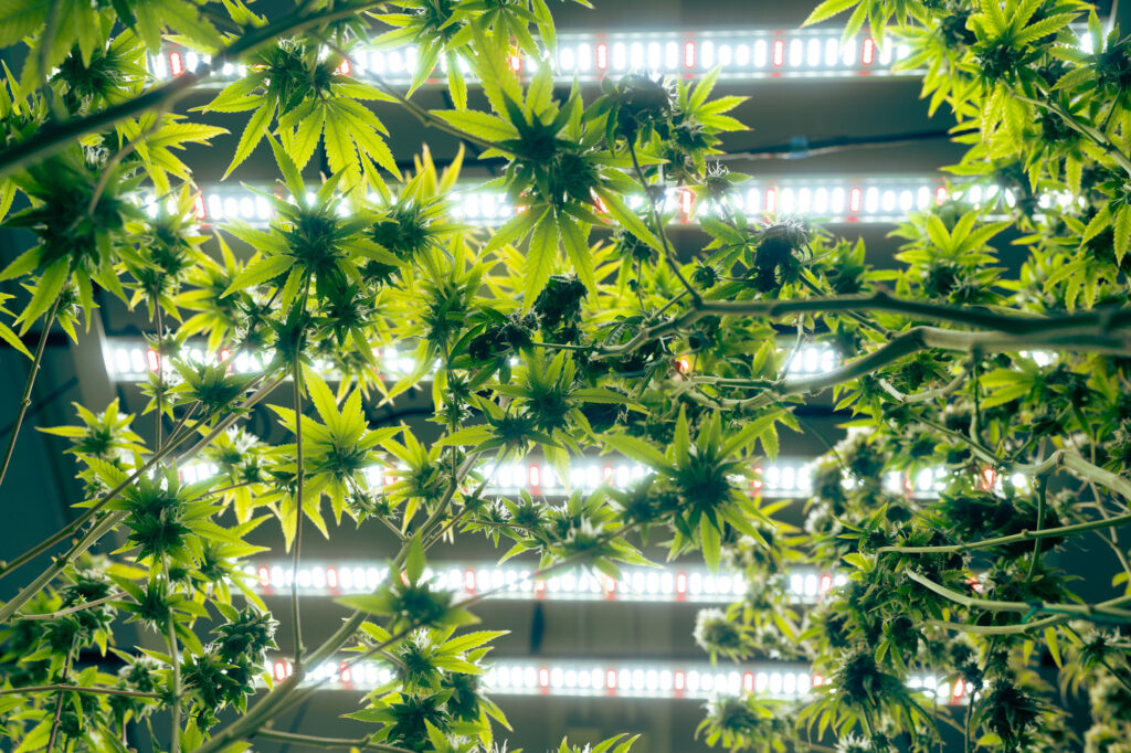 Plantas de cannabis vistas en plano nadir bajo iluminación LED para cultivo interior