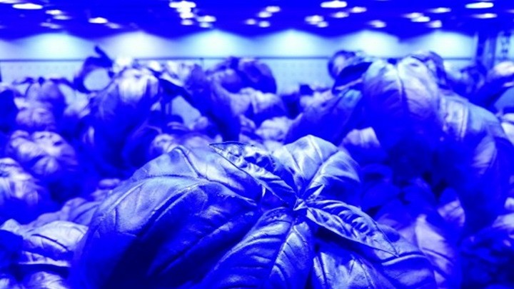 Cultivo de albahaca bajo iluminación LED azul en una instalación de agricultura vertical