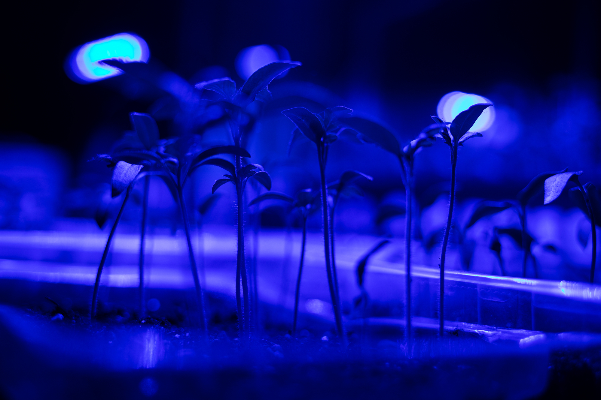 plantulas cultivadas con luz azul